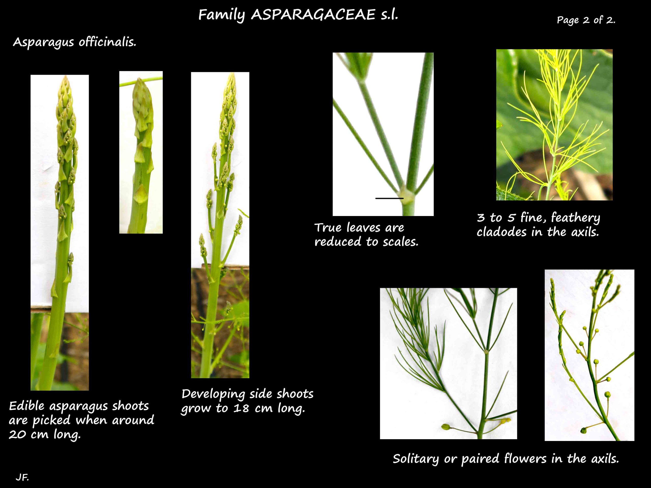 2 Asparagus officinalis leaves